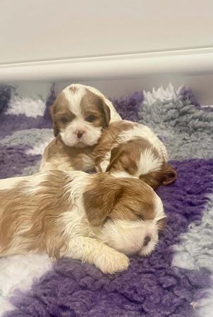 Cavalier King Charles Spaniel for sale by CAVLYPSO