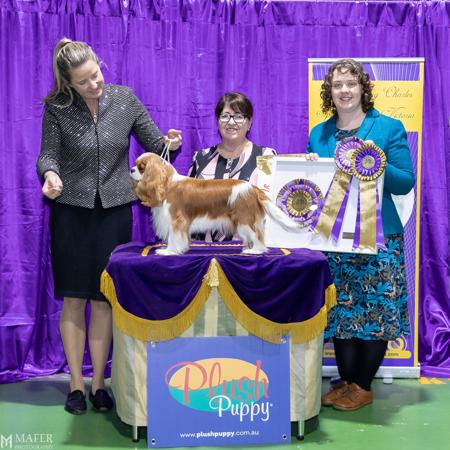 Aust Ch Alexabelle Beyond An Illusion Cavalier King Charles Spaniel