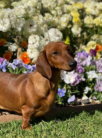 Dachshund (Miniature Smooth Haired) for sale by MEINRAD
