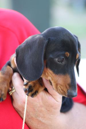 Dachshund (Miniature Smooth Haired) for sale by MEINRAD