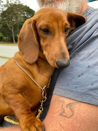 Dachshund (Miniature Smooth Haired) for sale by MEINRAD