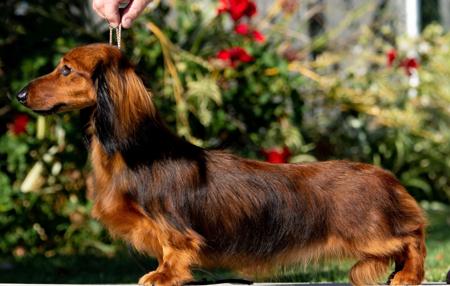 Dachshund (Miniature Long Haired) for sale by MEINRAD