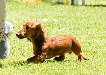 Dachshund (Miniature Long Haired) for sale by MEINRAD