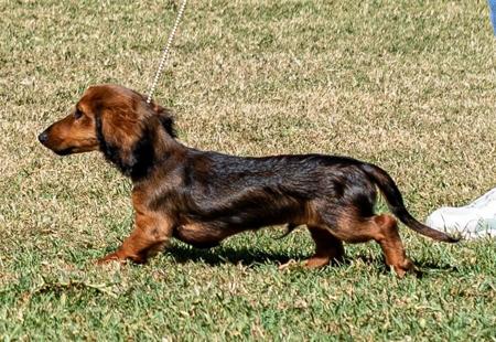 Dachshund (Miniature Long Haired) for sale by MEINRAD