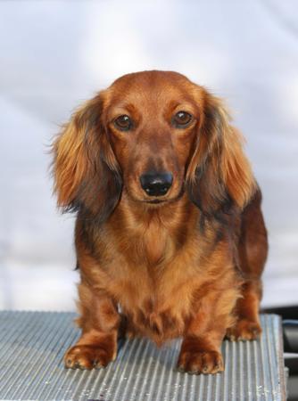 Dachshund (Miniature Long Haired) for sale by MEINRAD
