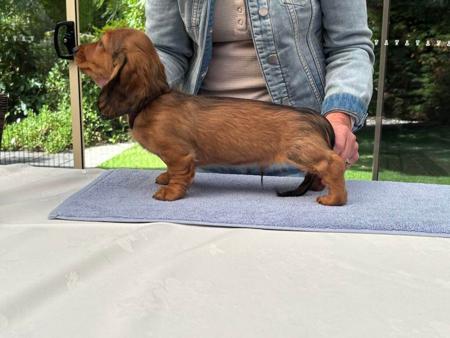 Dachshund (Miniature Long Haired) for sale by MEINRAD