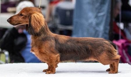 Dachshund (Miniature Long Haired) for sale by MEINRAD