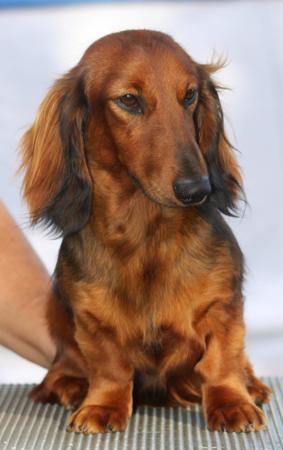 Dachshund (Miniature Long Haired) for sale by MEINRAD