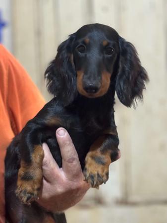 Dachshund (Miniature Long Haired) puppy for sale by DROD64