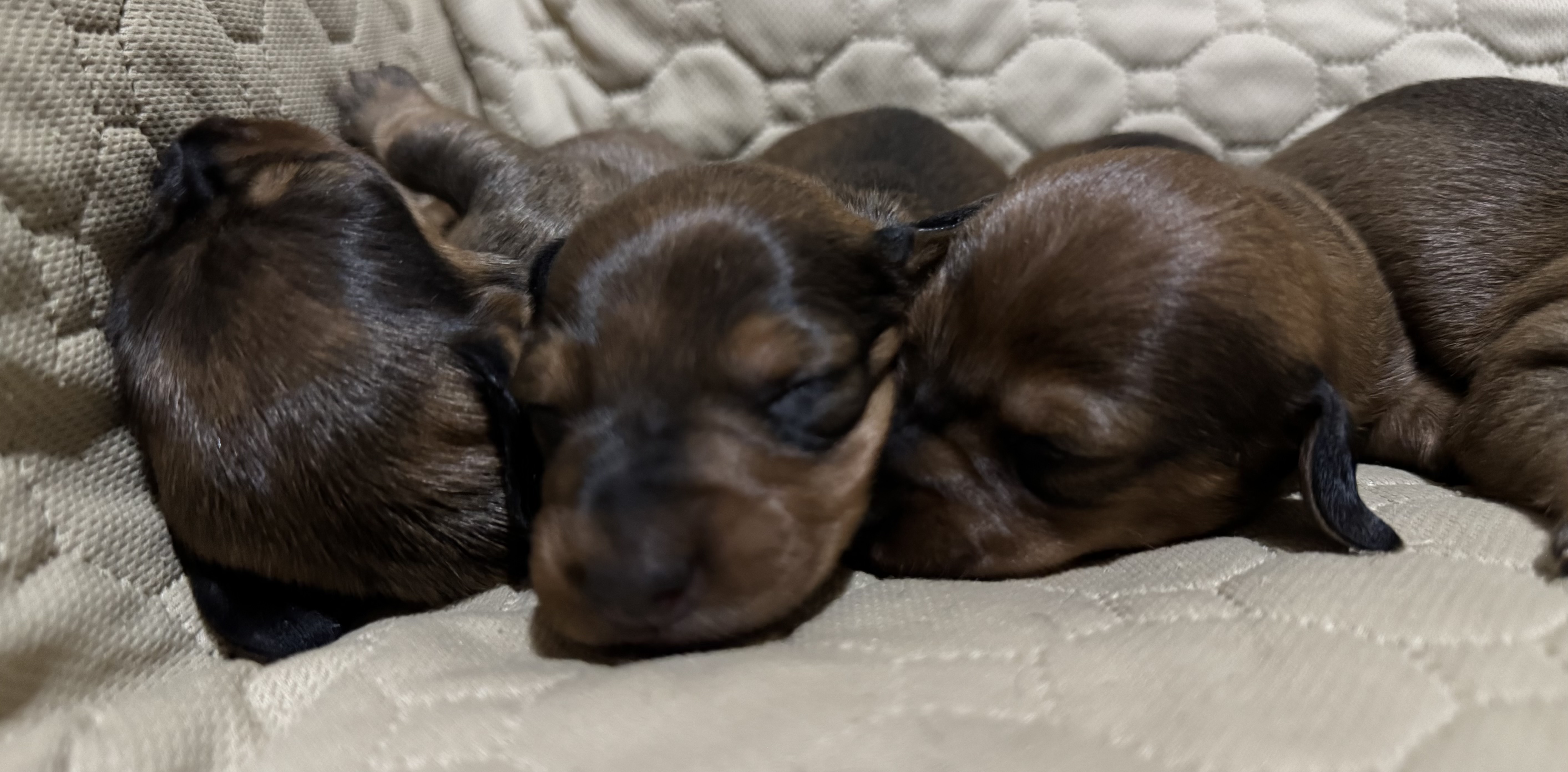 Dachshund (Smooth Haired) puppy for sale by DROD64