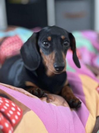 Dachshund (Miniature Smooth Haired) dog for sale by DROD64