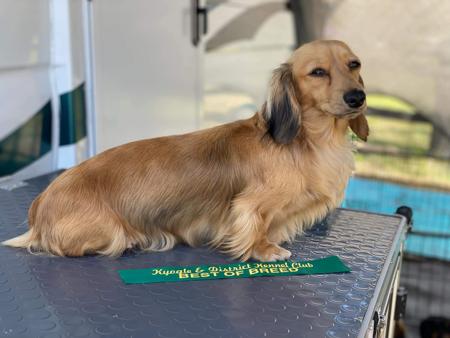 Dachshund (Miniature Long Haired) for sale by ANZORA