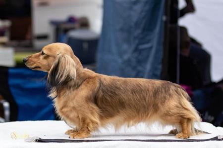 Dachshund (Miniature Long Haired) for sale by ANZORA