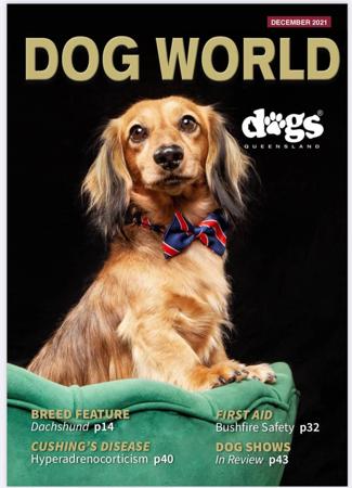 Dachshund (Miniature Long Haired) for sale by ANZORA