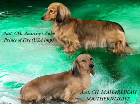 Dachshund (Miniature Long Haired) for sale by ANZORA