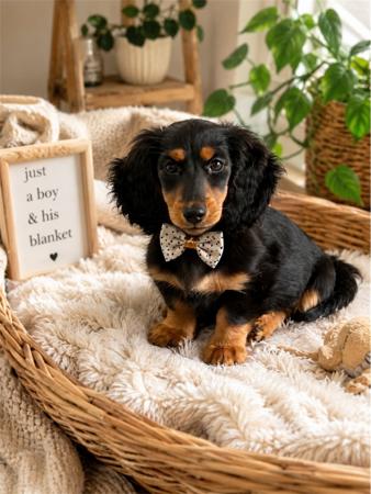 Dachshund (Miniature Long Haired) puppy for sale by ANZORA