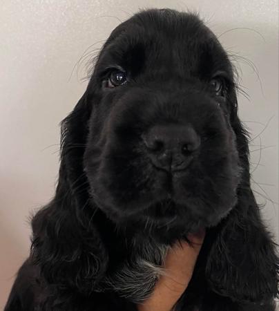 Cocker Spaniel puppy for sale by DAVKEN