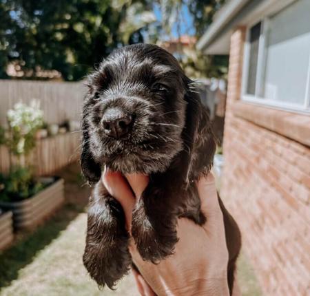 Cocker Spaniel puppy for sale by DAVKEN