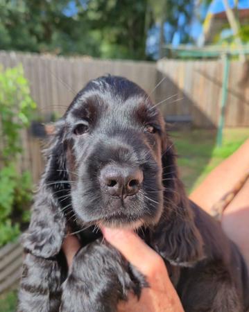 Cocker Spaniel for sale by DAVKEN