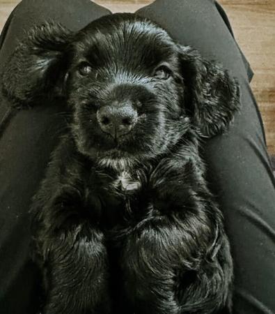 Cocker Spaniel for sale by DAVKEN