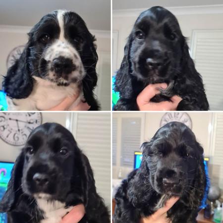 Cocker Spaniel for sale by DAVKEN