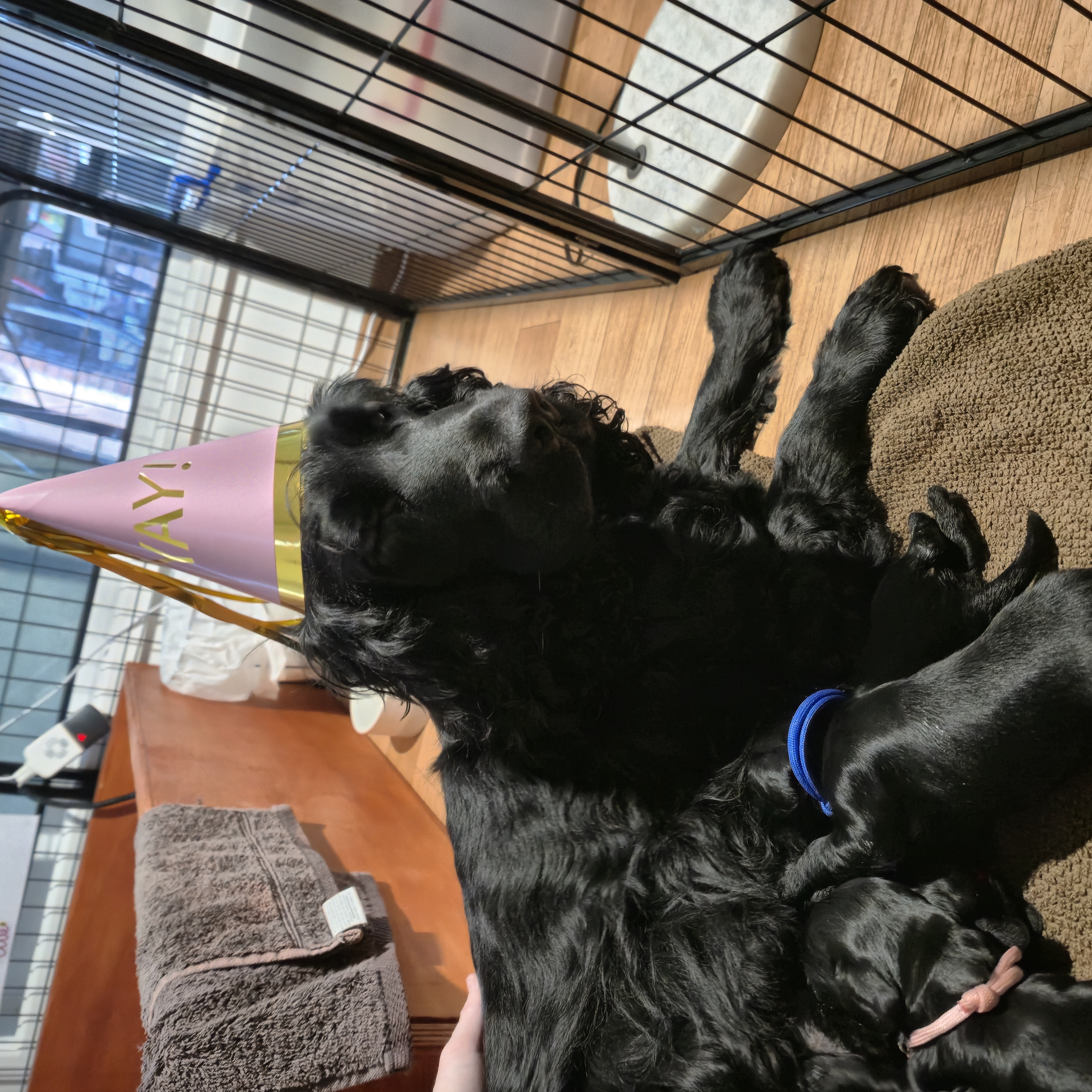 Cocker Spaniel for sale by DAVKEN