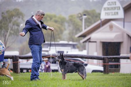 Australian Cattle Dog for sale by BELLJACKS