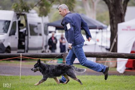 Australian Cattle Dog for sale by BELLJACKS