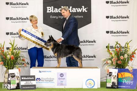 Australian Cattle Dog for sale by BELLJACKS