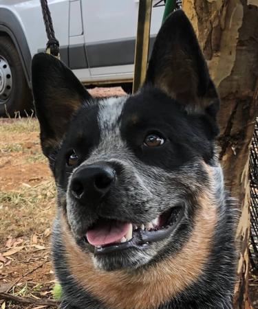 Australian Cattle Dog for sale by BELLJACKS