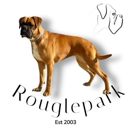 Boxer for sale by ROUGLEPARK