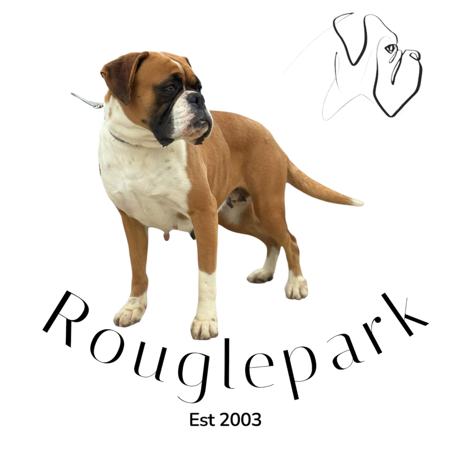 Boxer for sale by ROUGLEPARK