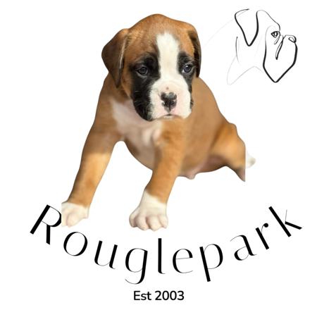 Boxer for sale by ROUGLEPARK