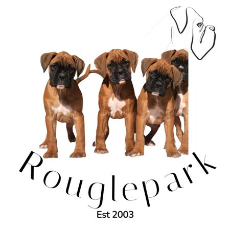 Boxer for sale by ROUGLEPARK