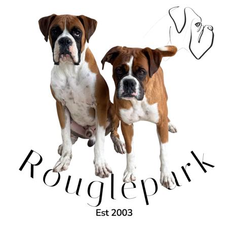 Boxer for sale by ROUGLEPARK