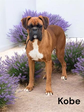 Boxer puppy for sale by ROUGLEPARK