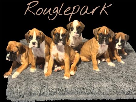 Boxer puppy for sale by ROUGLEPARK