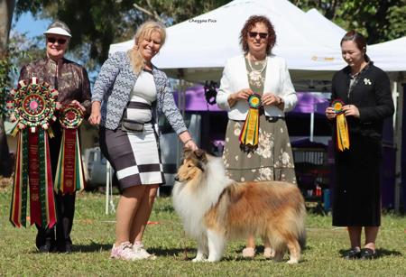 Collie (Rough) for sale by MAZARELLI