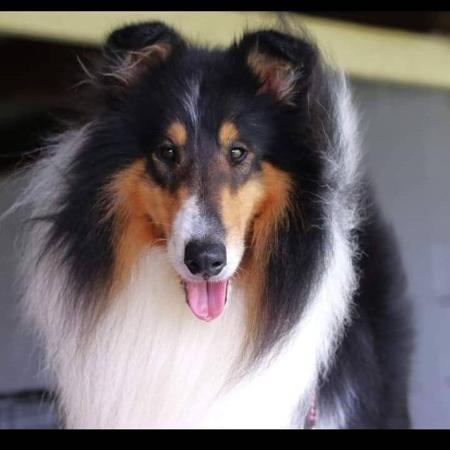 Collie (Rough) for sale by MAZARELLI