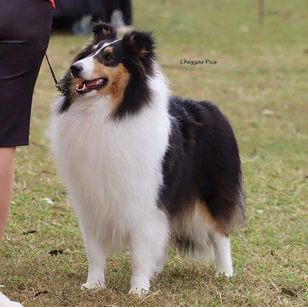 Collie (Rough) for sale by MAZARELLI