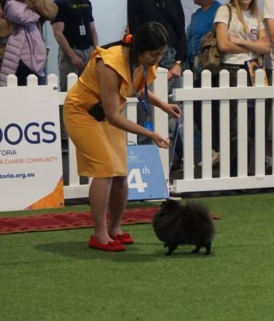 Pomeranian for sale by EVAJIO