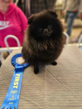 Pomeranian for sale by TONAZUKI