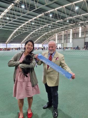 Pomeranian for sale by TONAZUKI