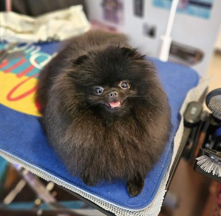 Pomeranian for sale by TONAZUKI