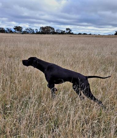 Pointer for sale by PUNTOPRECISO