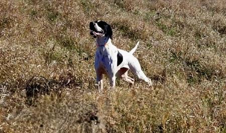 Pointer for sale by ITACLONE