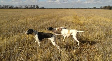 Pointer for sale by ITACLONE