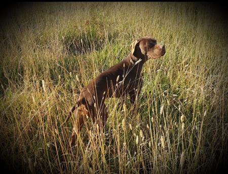 Pointer for sale by ITACLONE