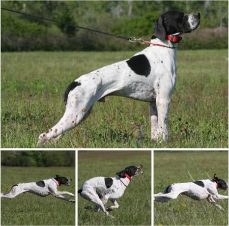 Pointer for sale by ITACLONE