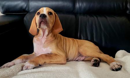 Pointer puppy for sale by PUNTOPRECISO